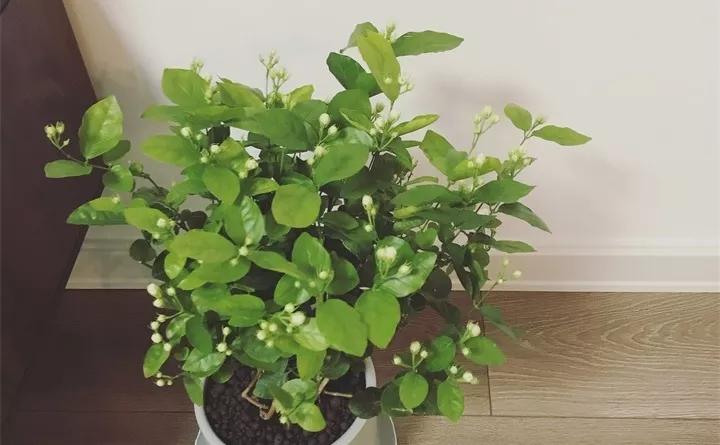 盆栽花发蔫什么原因,买回来的花很快就蔫的原因