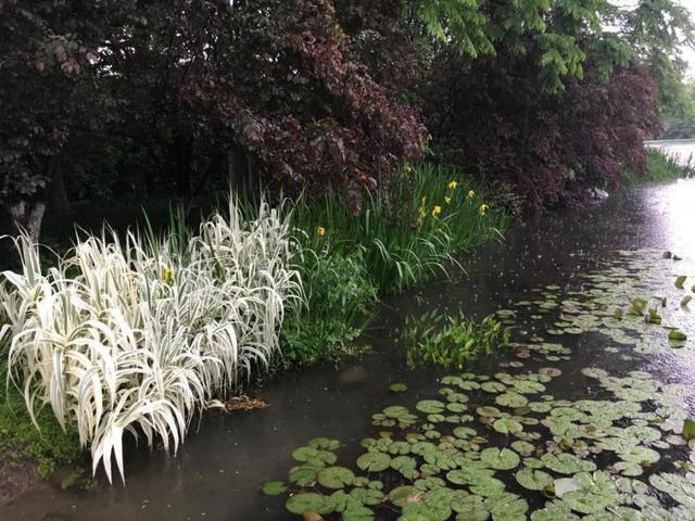 水生态净化植物,常见的观赏净化水生植物