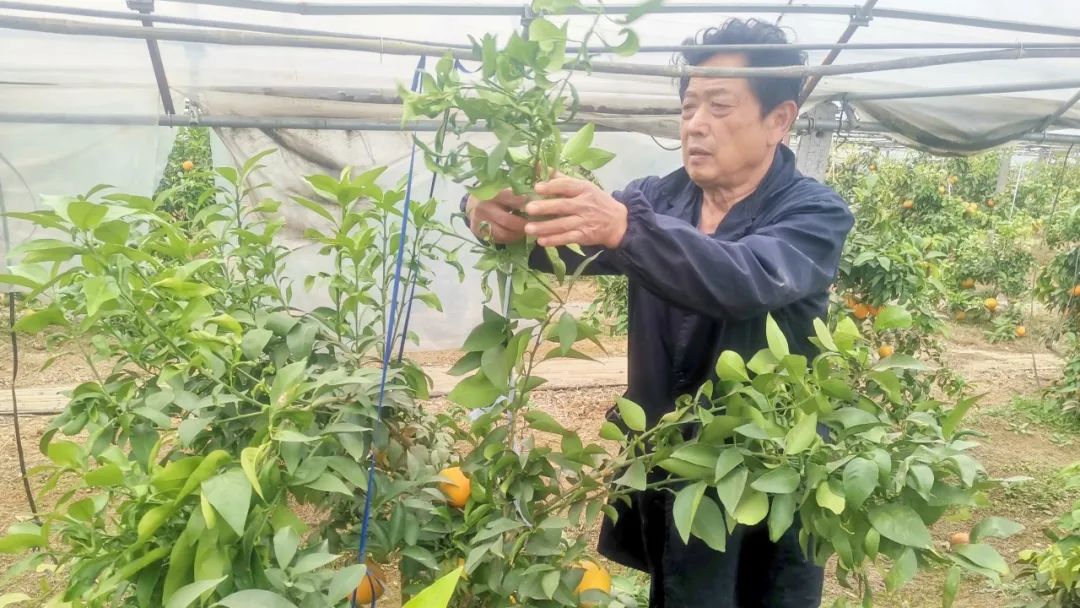 溧阳十万斤草莓,红美人溧阳