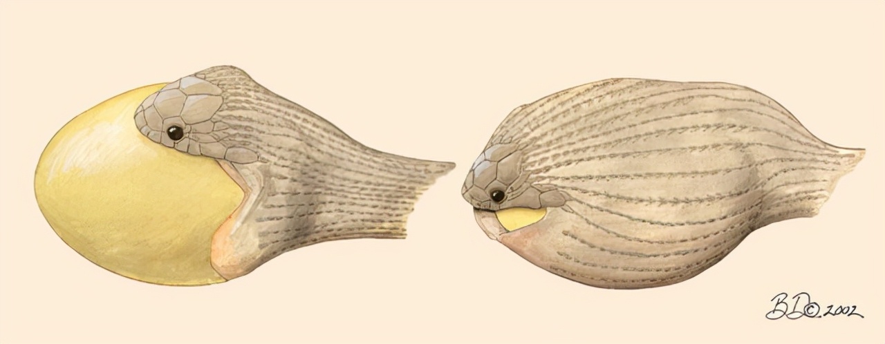 蛇能吞下比自己大多少倍的东西,蛇为什么能吞下比自己大的猎物