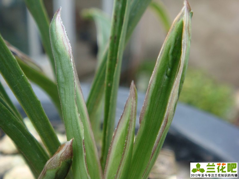兰花水晶艺的养护方法,兰花水晶艺施什么肥