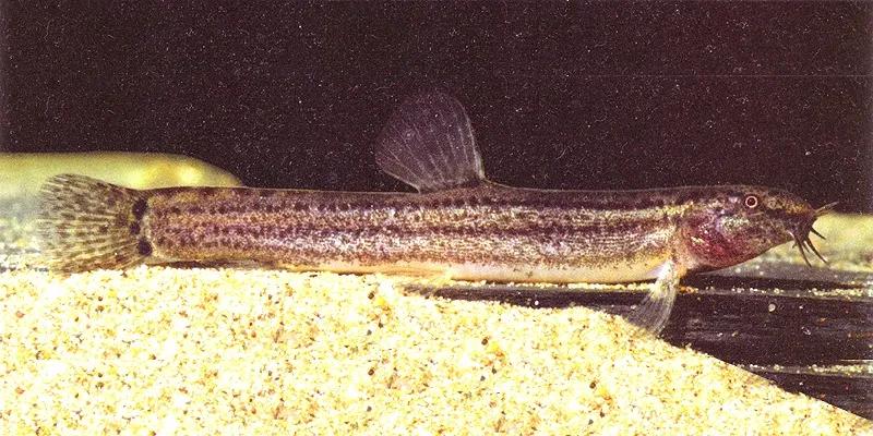 野生泥鳅品种图片大全大图,最大的泥鳅图片大全