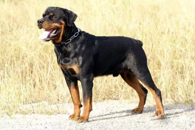 最齐全的狗狗品种介绍及图片,带你了解一下常见狗狗的品种