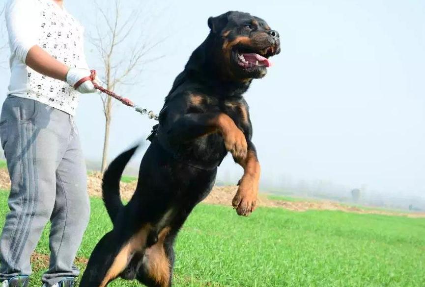 这五种狗狗经常被弃养,这7种狗早已被禁养别再带回家了