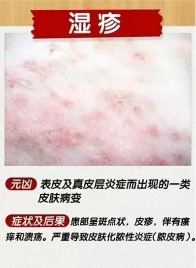 狗狗十种皮肤病,狗狗得了皮肤病看兽医