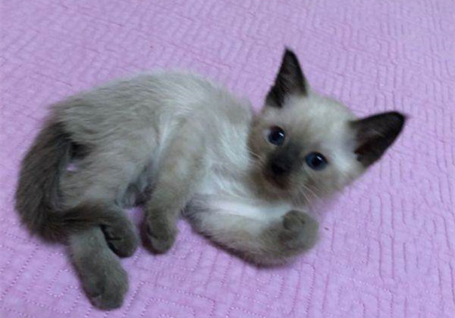 猫咪怀孕以后有什么注意事项,猫咪怀孕后注意事项