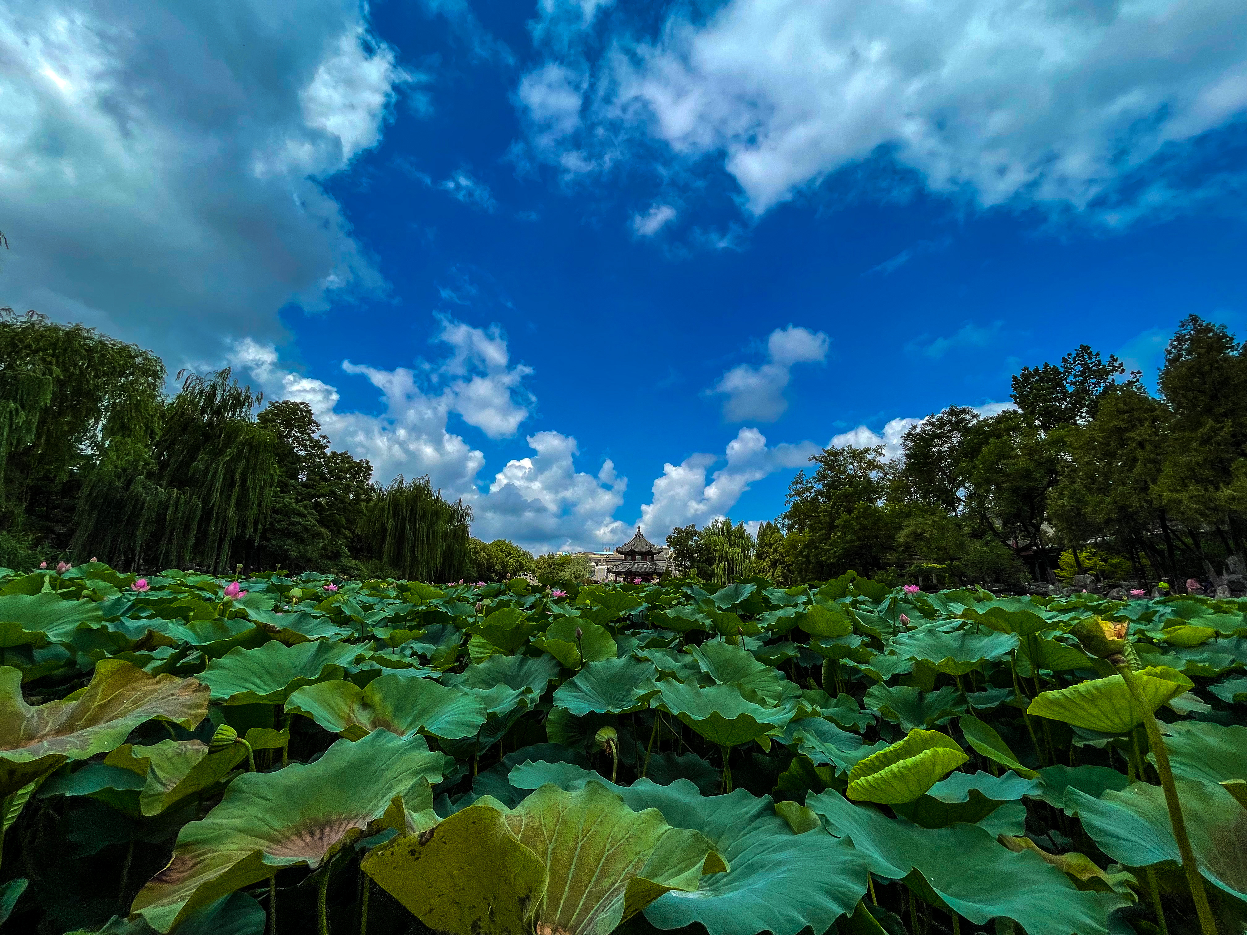 保定市古莲花池夜景,保定古莲花池美照
