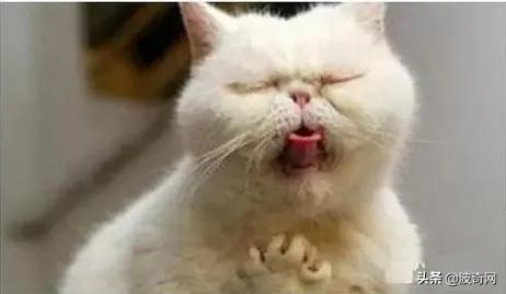 猫一直吐是什么原因引起的,母猫和小猫都呕吐是什么原因