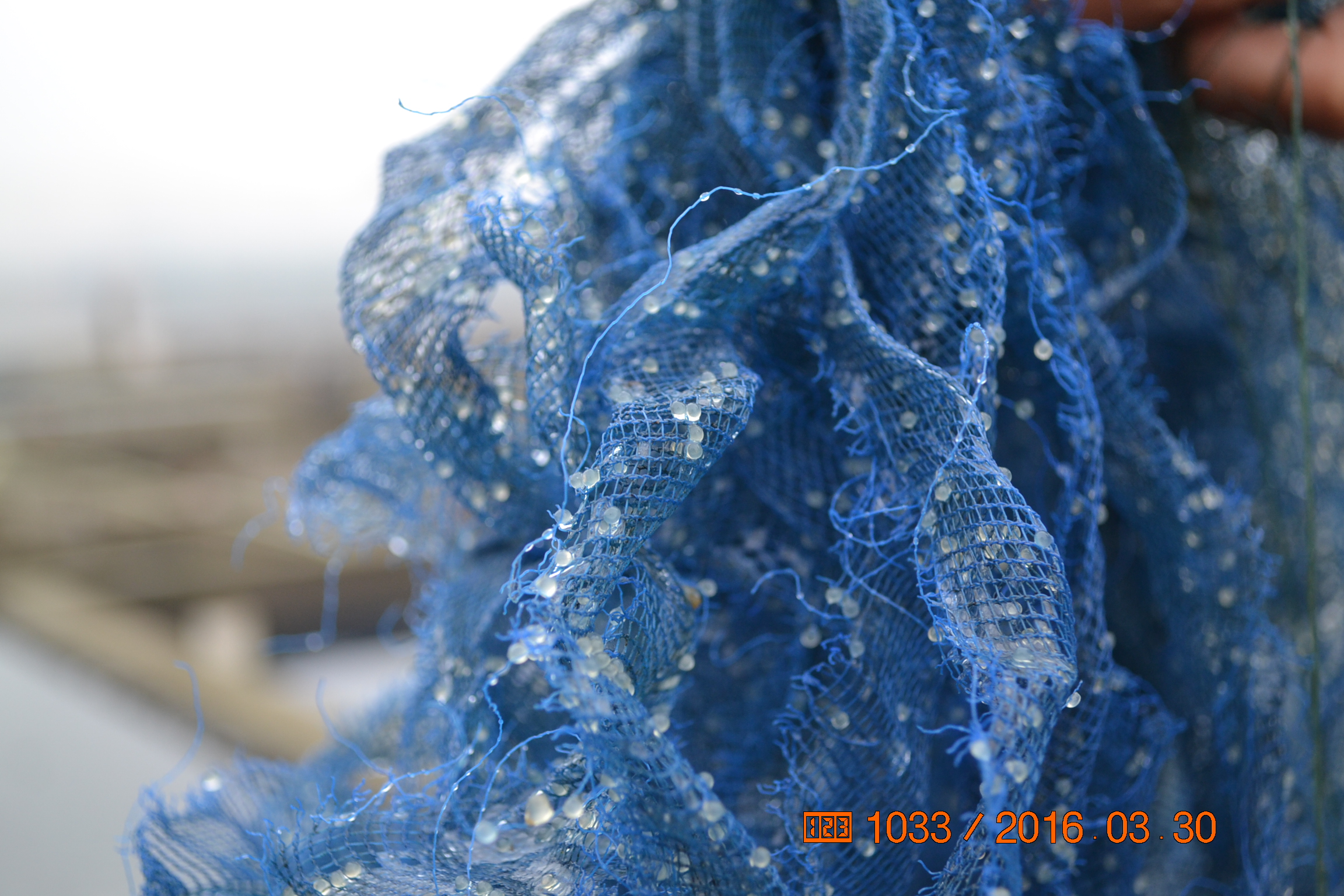 湖南最好的锦鲤养殖基地,湘潭锦鲤养殖