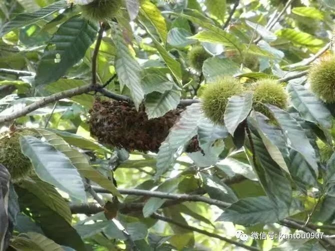 蜜蜂蜇过怎么处理,怎么避免蜜蜂马蜂蜇人