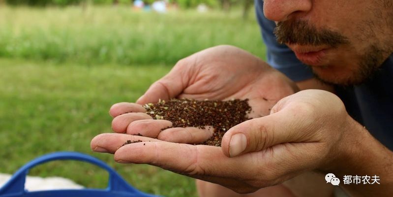 自己留的菜种子第二年可以种吗,自己留的菜种子怎么保存比较好