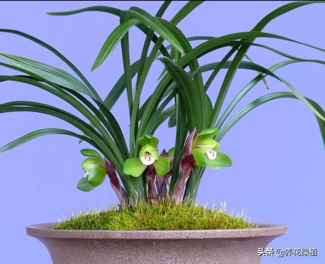 兰花是怎样分类的,兰花分为哪些品种