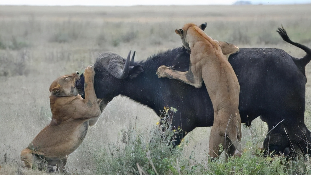 最激烈狮子打架,狮子被一群狮子群殴