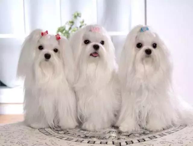 身价最高的狗,身价20亿的狗