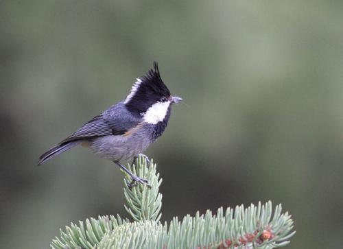 贝子鸟母鸟有饲养价值吗,贝子鸟养殖视频大全
