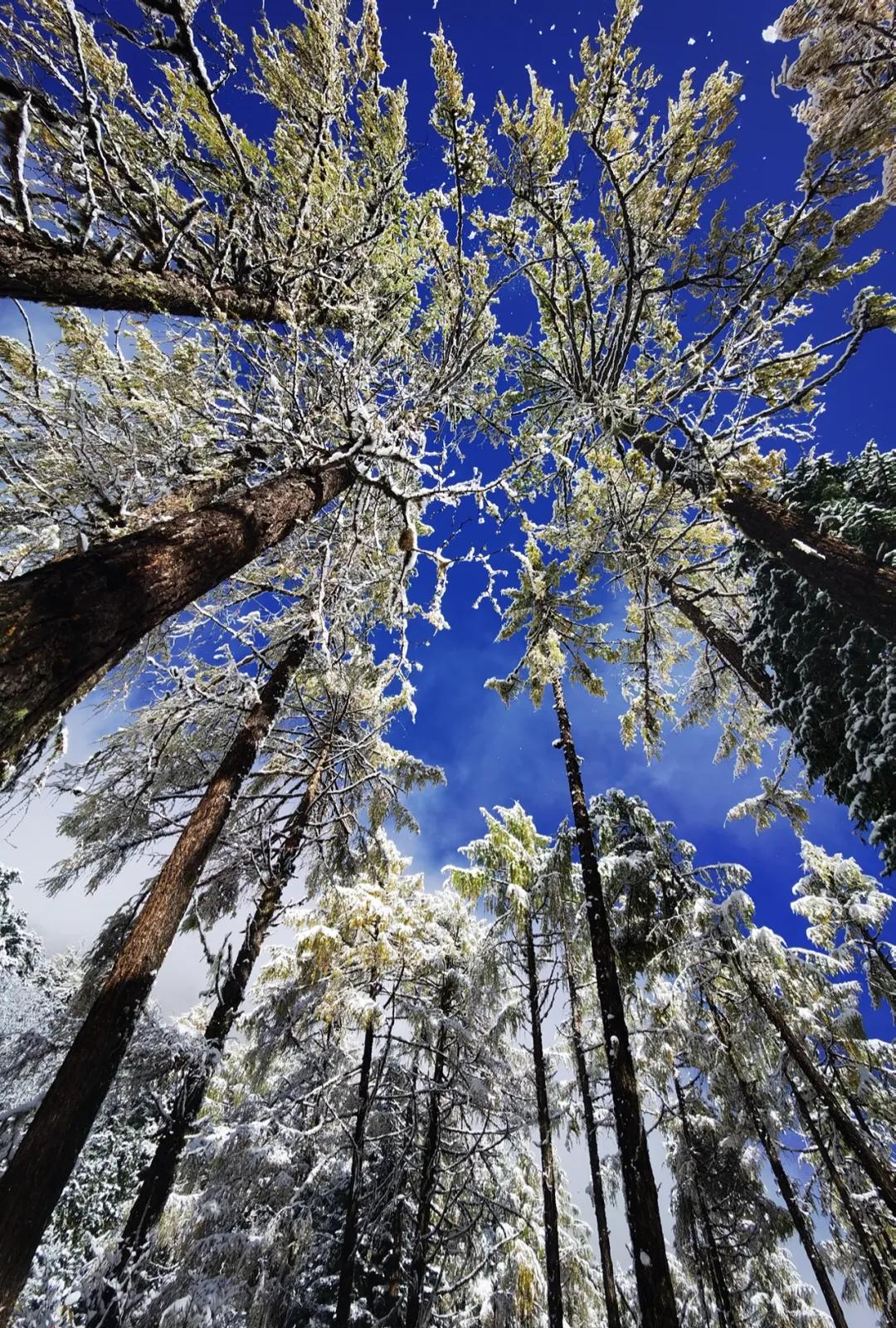 川西泡温泉看雪景,川西12月份最佳雪景泡温泉的地方