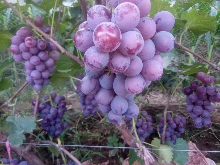 最推荐种植的葡萄品种,最好种植的葡萄品种