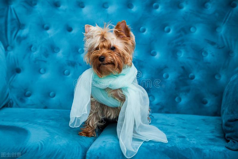 汪星人的常见疾病图片,狗犬常见病