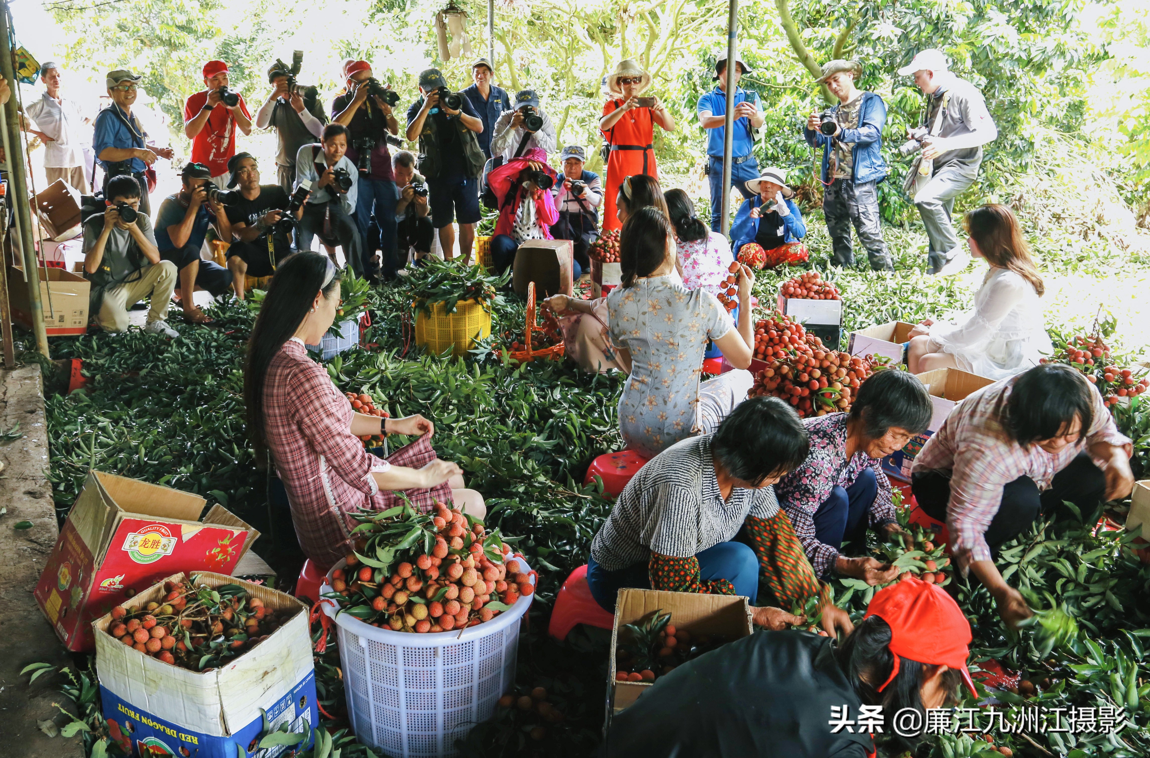 湛江市廉江荔枝节开幕式视频,廉江荔枝文化节