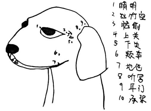 针灸治疗可以治好狗狗瘫痪吗,狗狗面瘫针灸治疗穴位图