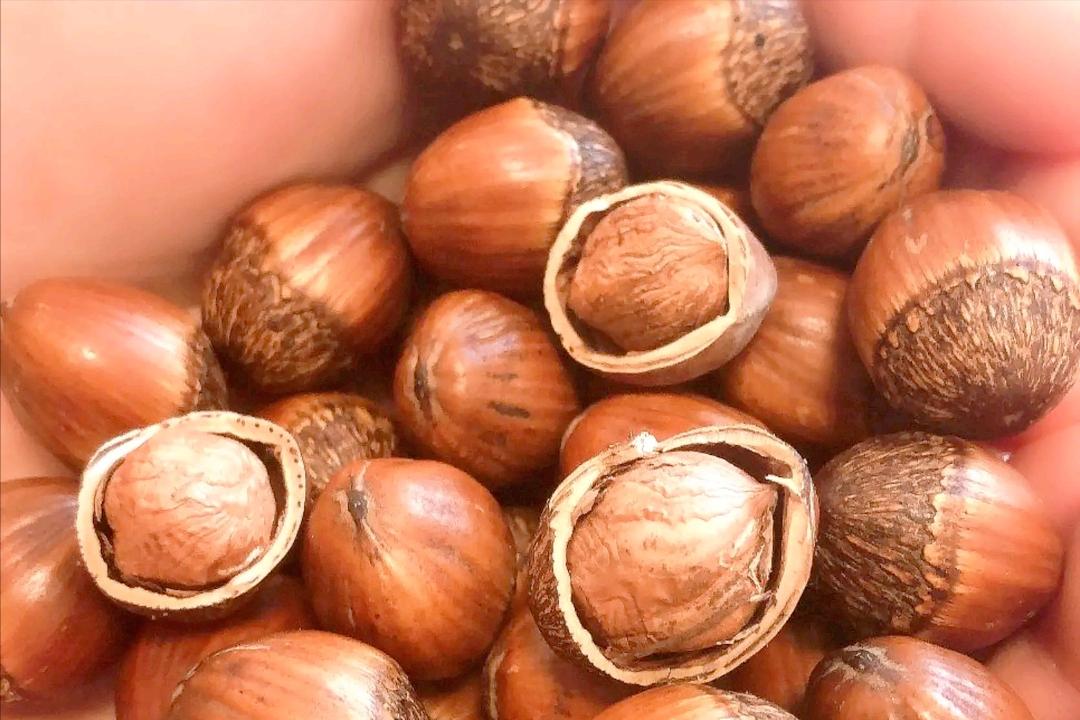 榛子是中国原产的吗,榛子是什么坚果