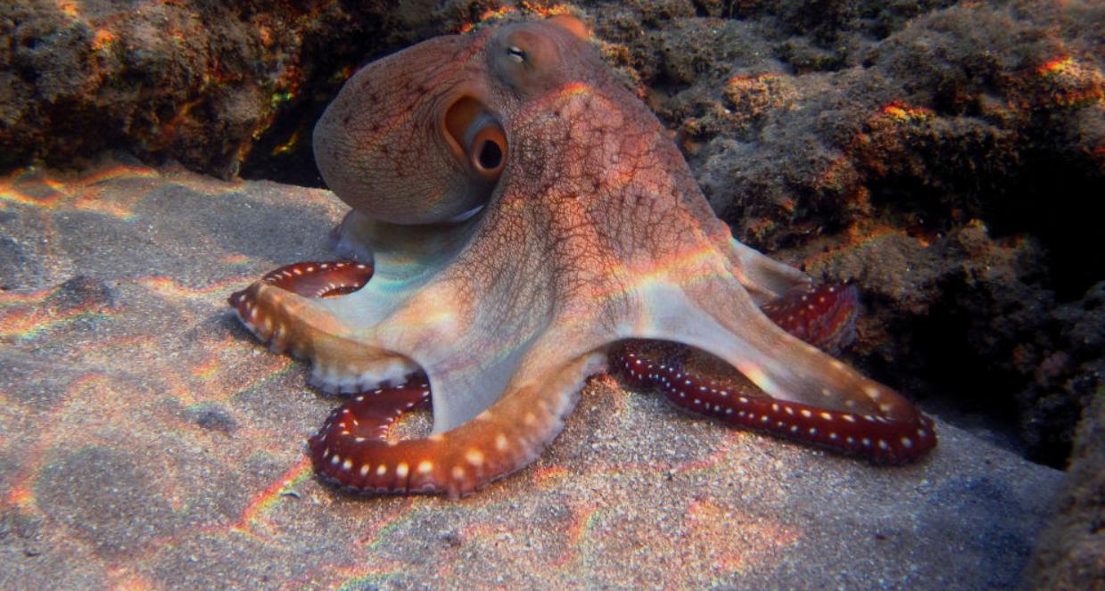 章鱼泛滥,1965年法国发生了什么