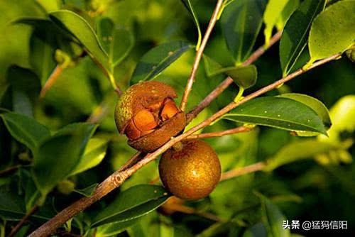 茶油120块钱一斤，油茶树市场前景广阔？