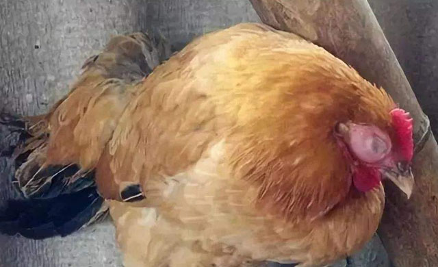 鸡脸肿瞎眼是怎么回事,鸡肿脸病的治疗方法