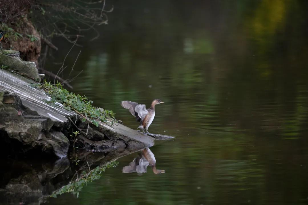 无机械快门的相机,尼康z卡口全画幅相机镜头推荐