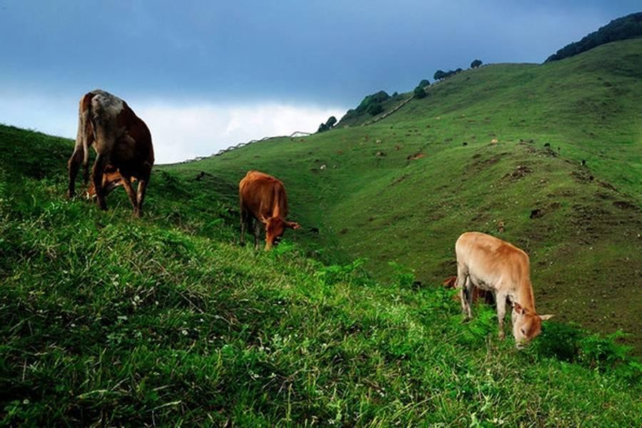 在竹溪河发现宫崎骏里的花海,昆明偶遇宫崎骏世界里的草原