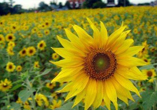 一朵向日葵和一束向日葵的花语,向日葵的花语寓意有哪些
