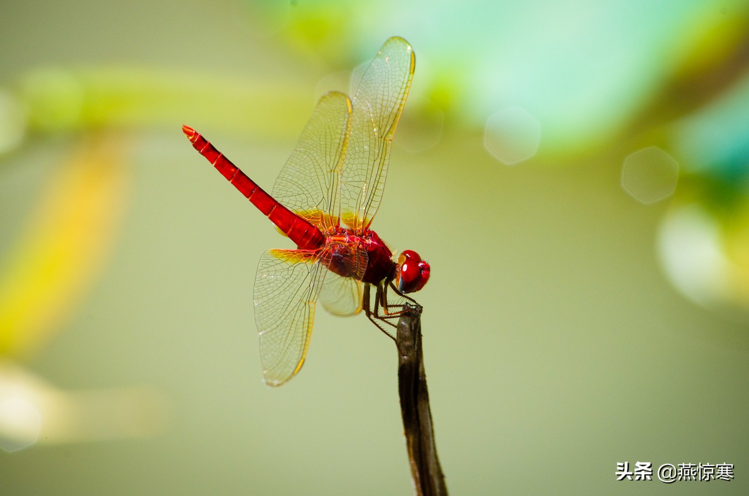 说说你用的相机,理光镜头和宾得通用吗