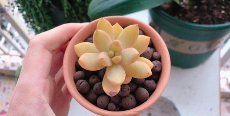 夏季多肉淋雨了怎么处理,多肉淋雨了怎么处理