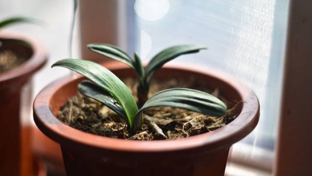 花盆里生虫子用什么药可治,花盆里生蚯蚓什么预兆