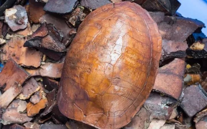 盘点广东人的夏日消暑神器,消暑必备神器凉粉