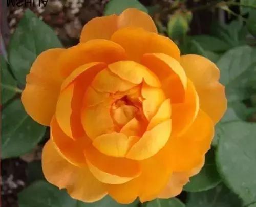 最漂亮10种微型月季,新手必入这8种月季漂亮好养