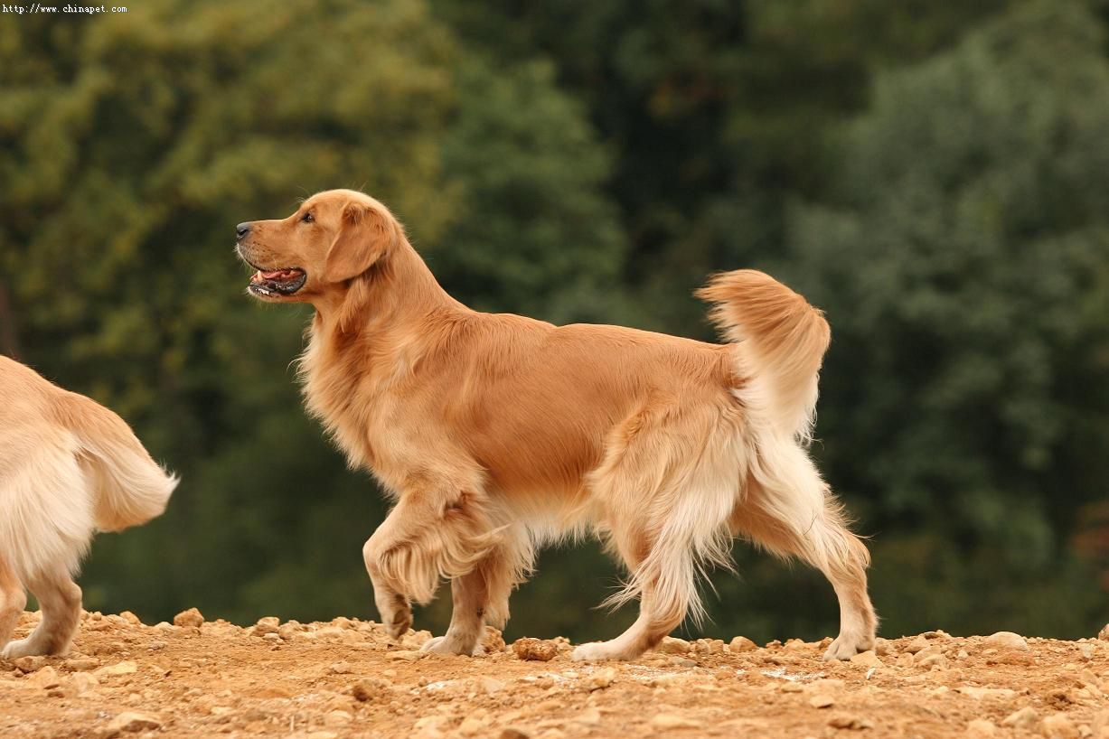 小金毛到家几天可以开始训练,小金毛刚到家该怎么养