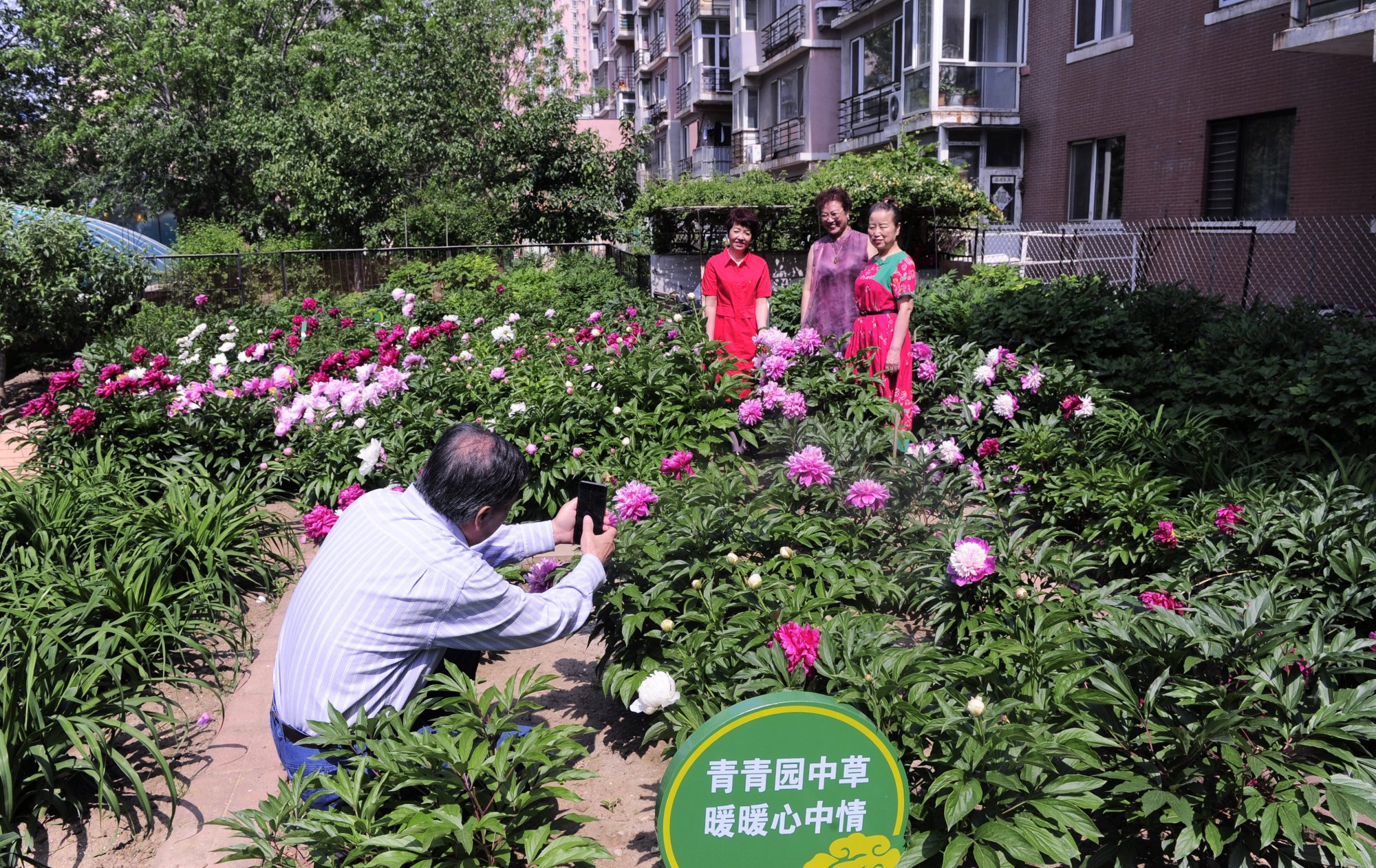 沈阳90岁老人自费建花园如今繁花似锦