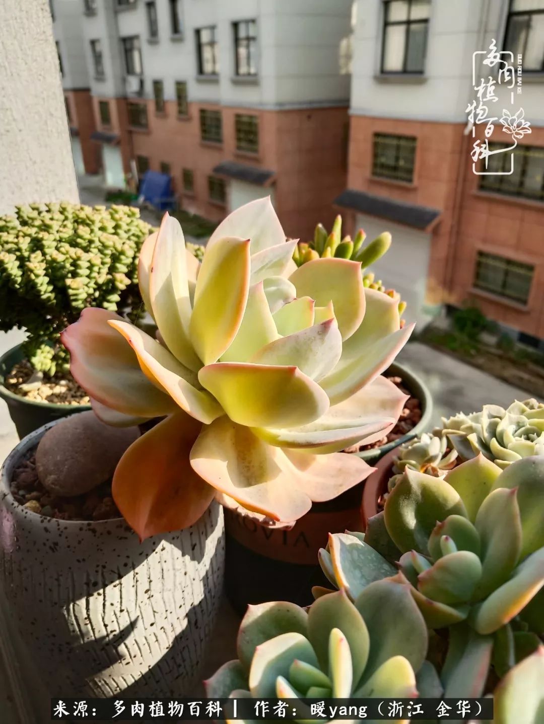 养多肉是业余的纯粹是爱好,每晚7点教您快速入门养多肉