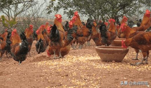为什么说鸡养6年就不能养了,为啥养殖的鸡不好吃