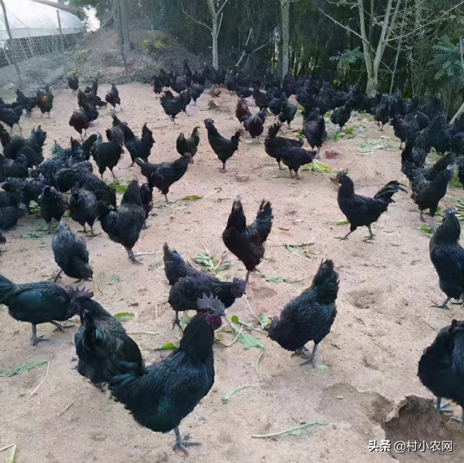 适合农村创业的最新致富项目,平原地区农村创业致富的好项目