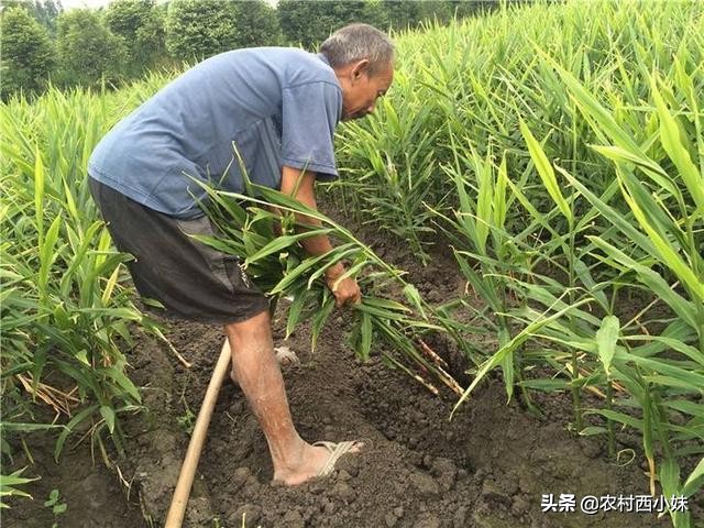 生姜的种植方法及管理技术,生姜种植与管理技术视频