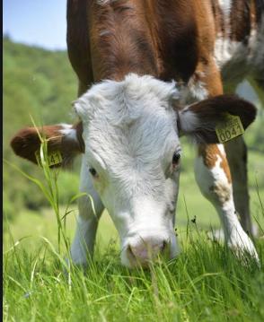 牛误食打了农达的草怎么办,牛吃了打过除草药的草怎么办