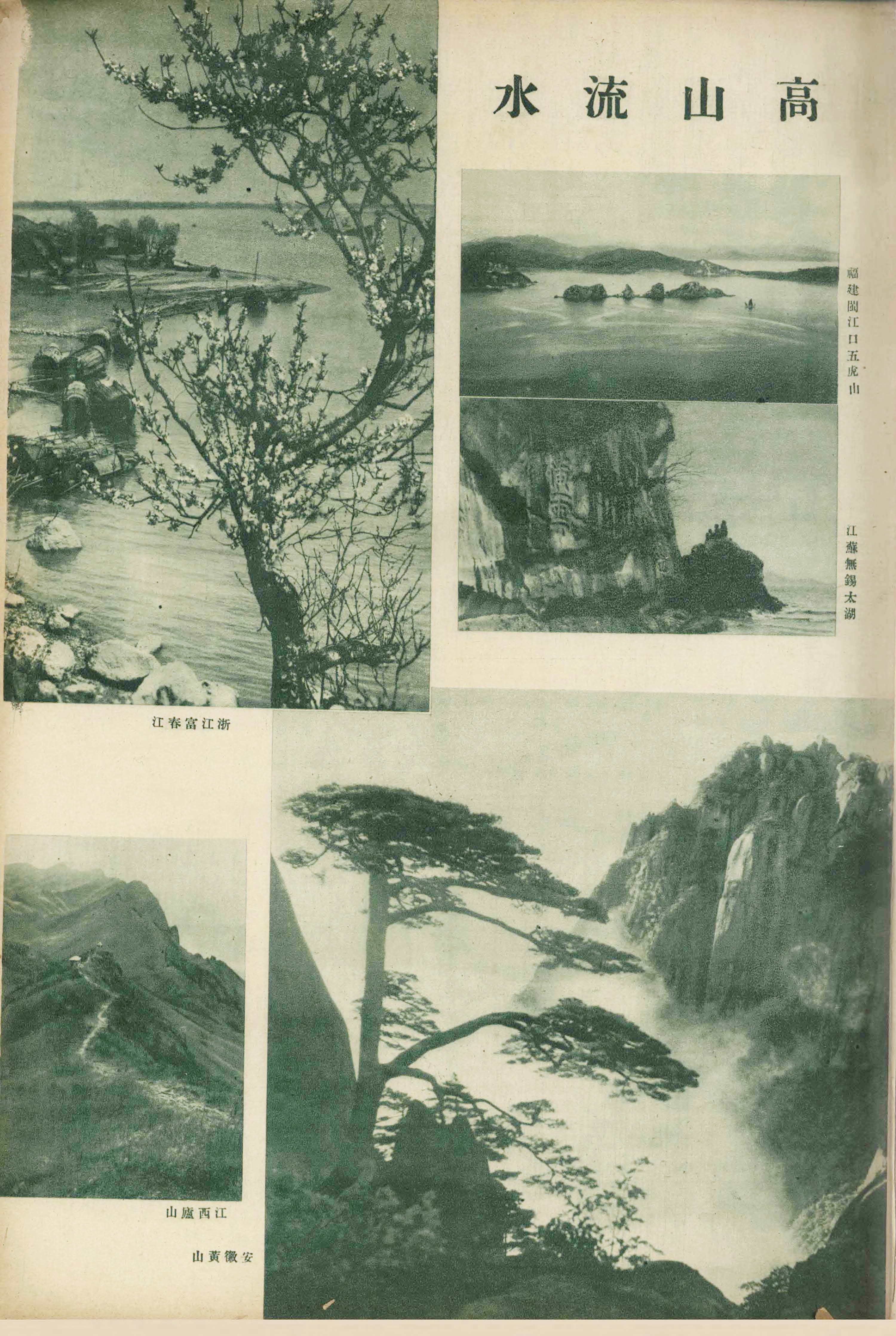 贵宾迎客松的真假辨别方法,黄山迎客松真假