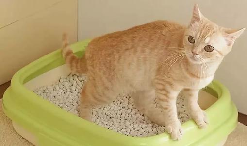 猫咪乱尿怎么除臭,猫咪往床上尿尿了买什么除臭