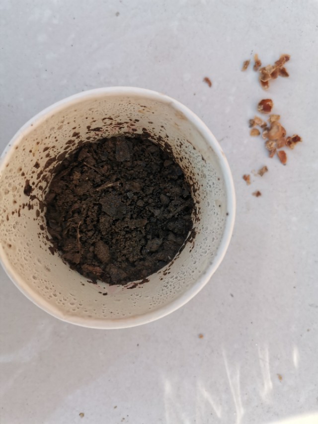 如何让一颗种子快速发芽,怎么让一颗种子发芽