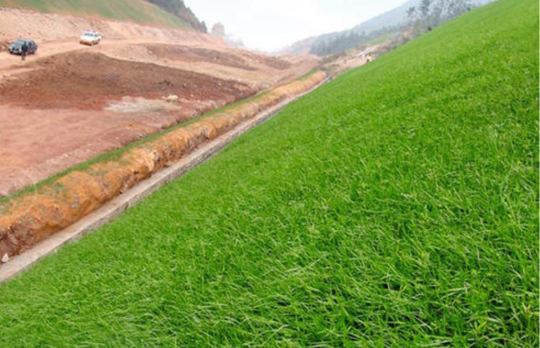 秋季种植牧草黑麦草,黑麦草种植效益