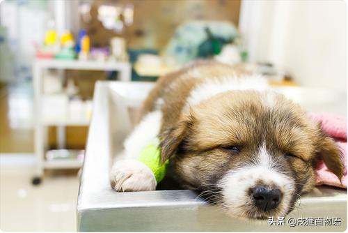 狗狗得细小是什么原因导致的,狗狗细小病用什么方法治疗最快