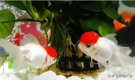 阳台养金鱼会被晒死吗,鱼缸养金鱼为什么总是死