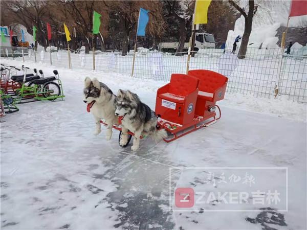 南湖公园狗拉雪橇,南湖公园狗